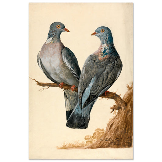 Two Wood Pigeons by Charles Collins Art Print – framed print close-up | Buy Irish Art