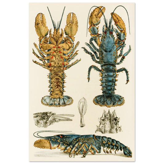 Crustacea II Art Print by Frederick McCoy Vintage Natural History Illustration – framed print close-up | Buy Irish Art