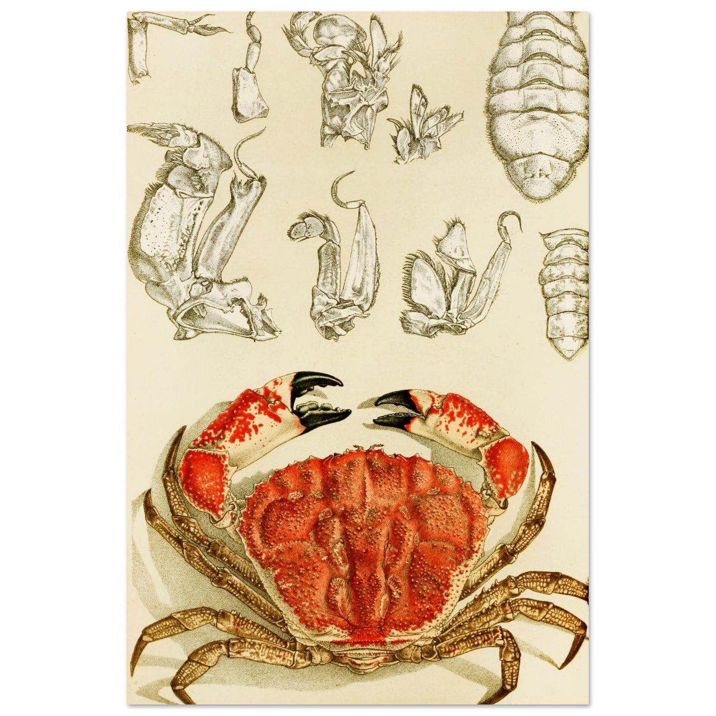 Crustacea III Art Print by Irish Artist Frederick McCoy Vintage Natural History Illustration – room setting display | Buy Irish Art